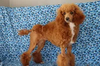 Liberty, a female Poodle - Miniature  for sale in Chouteau, OK – 6 of 9
