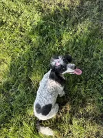 DESTINY , a female Poodle - Toy  for sale in Chouteau, OK – 8 of 8