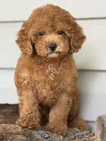 Barron ( Teacup) , a male Maltipoo for sale in Chouteau, OK – 4 of 10