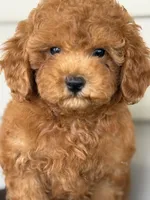 Barron ( Teacup) , a male Maltipoo for sale in Chouteau, OK – 10 of 10