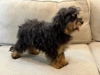 EDDIE, a male Maltipoo for sale in Chouteau, OK – 8 of 9