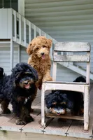 Cobbler, a male Maltipoo for sale in Chouteau, OK – 8 of 9