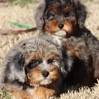 VESPER, a female Maltipoo for sale in Chouteau, OK – Photo 8 of 8