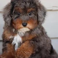 VESPER, a female Maltipoo for sale in Chouteau, OK – Photo 4 of 8