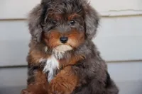 VESPER, a female Maltipoo for sale in Chouteau, OK – Photo 4 of 8