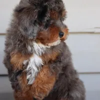 VESPER, a female Maltipoo for sale in Chouteau, OK – Photo 7 of 8