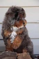 VESPER, a female Maltipoo for sale in Chouteau, OK – Photo 7 of 8