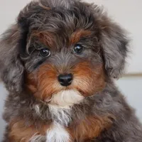 VESPER, a female Maltipoo for sale in Chouteau, OK – Photo 5 of 8