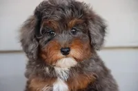 VESPER, a female Maltipoo for sale in Chouteau, OK – Photo 5 of 8