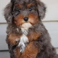 VESPER, a female Maltipoo for sale in Chouteau, OK – Photo 1 of 8