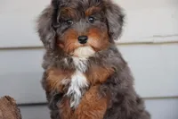 VESPER, a female Maltipoo for sale in Chouteau, OK – Photo 1 of 8