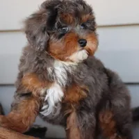 VESPER, a female Maltipoo for sale in Chouteau, OK – Photo 2 of 8