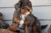 VESPER, a female Maltipoo for sale in Chouteau, OK – Photo 2 of 8
