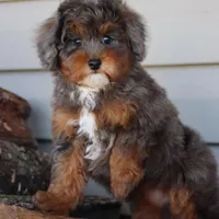 VESPER, a female Maltipoo for sale in Chouteau, OK – Photo 6 of 8
