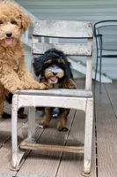 Cobbler, a male Maltipoo for sale in Chouteau, OK – 5 of 9