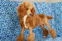 Liberty, a female Poodle - Miniature  for sale in Chouteau, OK – 9 of 9