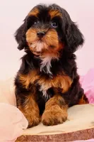 Mercy, a female Cavapoo for sale in Chouteau, OK – 8 of 10