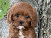 Rubina, a female Cavapoo for sale in Chouteau, OK – 6 of 8