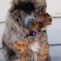 VALOR, a male Maltipoo for sale in Chouteau, OK – Photo 2 of 8