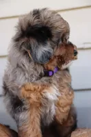 VALOR, a male Maltipoo for sale in Chouteau, OK – Photo 2 of 8