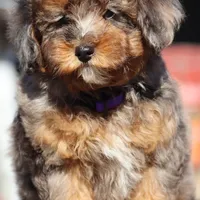 VALOR, a male Maltipoo for sale in Chouteau, OK – Photo 6 of 8