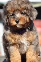 VALOR, a male Maltipoo for sale in Chouteau, OK – Photo 6 of 8