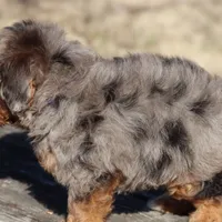 VALOR, a male Maltipoo for sale in Chouteau, OK – Photo 5 of 8