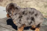 VALOR, a male Maltipoo for sale in Chouteau, OK – Photo 5 of 8