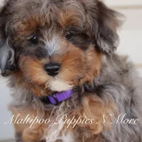 VALOR, a male Maltipoo for sale in Chouteau, OK – Photo 4 of 8