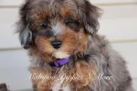 VALOR, a male Maltipoo for sale in Chouteau, OK – Photo 4 of 8