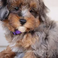 VALOR, a male Maltipoo for sale in Chouteau, OK – Photo 7 of 8