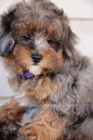 VALOR, a male Maltipoo for sale in Chouteau, OK – Photo 7 of 8