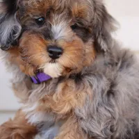 VALOR, a male Maltipoo for sale in Chouteau, OK – Photo 1 of 8