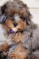 VALOR, a male Maltipoo for sale in Chouteau, OK – Photo 1 of 8