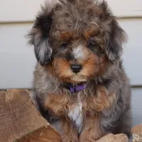 VALOR, a male Maltipoo for sale in Chouteau, OK – Photo 3 of 8