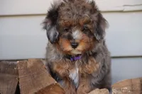 VALOR, a male Maltipoo for sale in Chouteau, OK – Photo 3 of 8