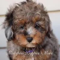 VALOR, a male Maltipoo for sale in Chouteau, OK – Photo 8 of 8