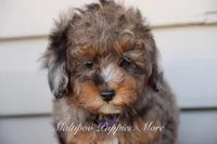 VALOR, a male Maltipoo for sale in Chouteau, OK – Photo 8 of 8