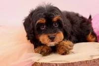 Mercy, a female Cavapoo for sale in Chouteau, OK – 4 of 10