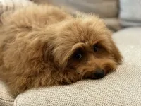 Bear, a male Maltipoo for sale in Chouteau, OK – 5 of 10