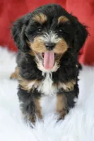 Ramsey, a male Maltipoo for sale in Chouteau, OK – 3 of 6