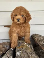 Barron ( Teacup) , a male Maltipoo for sale in Chouteau, OK – 7 of 10