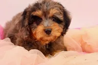 Hope, a female Cavapoo for sale in Chouteau, OK – 7 of 9