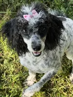 DESTINY , a female Poodle - Toy  for sale in Chouteau, OK – 2 of 8