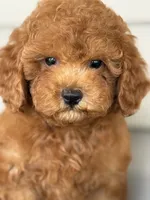Barron ( Teacup) , a male Maltipoo for sale in Chouteau, OK – 1 of 10