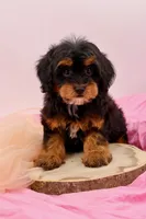Mercy, a female Cavapoo for sale in Chouteau, OK – 10 of 10