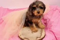 Hope, a female Cavapoo for sale in Chouteau, OK – 2 of 9