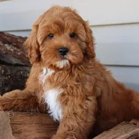 Crimson King, a male Cavapoo for sale in Chouteau, OK – Photo 7 of 9