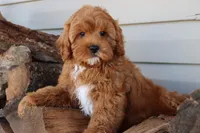 Crimson King, a male Cavapoo for sale in Chouteau, OK – Photo 7 of 9