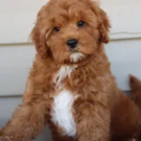 Crimson King, a male Cavapoo for sale in Chouteau, OK – Photo 1 of 9